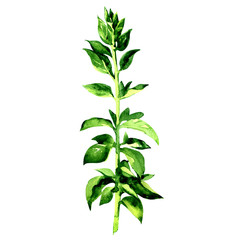 Fototapeta premium Twig of fresh oregano leaves spices isolated, watercolor illustration on white