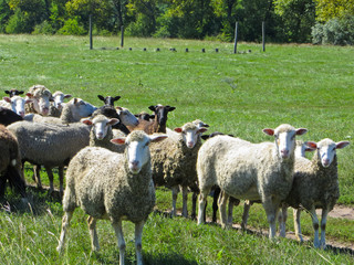 Obraz premium Herd of sheep on a meadow