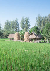 Fototapeta na wymiar Rice field landscape with small hut in Thailand