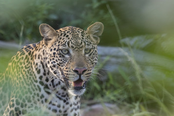 Leopard
