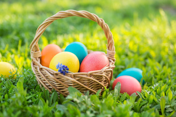 Happy Easter. Colorful Easter eggs in a basket on the green grass