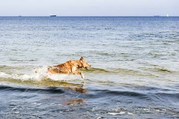 Funny dog jumping into waves. Stormy sea.