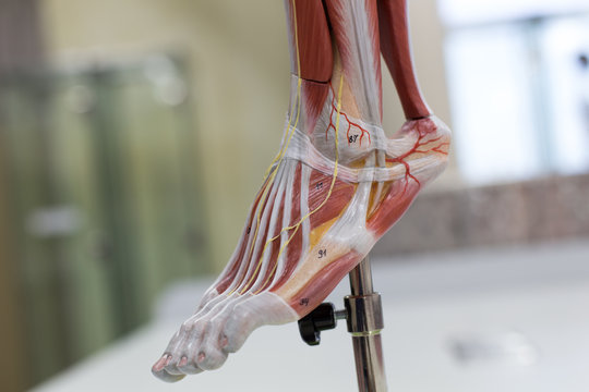 Anatomy muscle Legs model of muscle for classroom education.