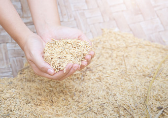 Hand holding golden paddy seeds