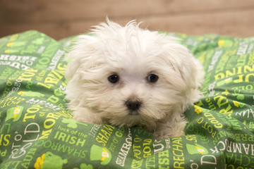 Maltese with green blanket and wooden background