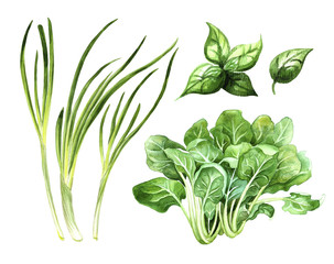 green vegetables set, onion spinach and basil watercolor illustration, organic market banner or healthy recipes design element