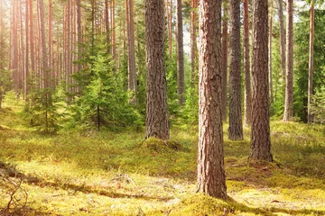 Fotobehang pine forest panorama in summer. Trees in the woods with beautiful sunlight © candy1812
