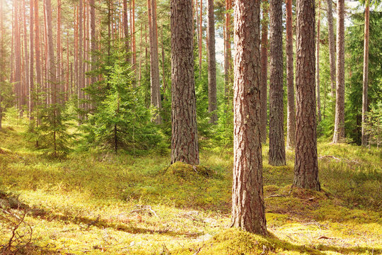 pine forest panorama in summer. Trees in the woods with beautiful sunlight