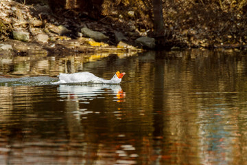 pet a white goose swims on a pond