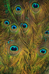 Fototapeta premium Peacock feather as a background