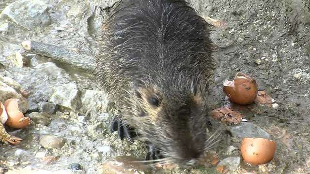 Ein Nutria beim Fressen (Gro&szlig;aufnahme)
