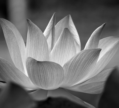 Closeup of lotus flower blossom