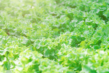 Hydro Pro Necks vegetables for salad