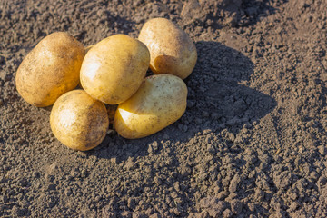 Organic raw golden potatoes against the backdrop of the earth