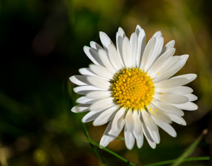 Fototapeta premium Gänseblümchen weiß gelb