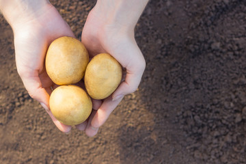 Hands young woman holding fresh potatoes harvest against earth backdrop