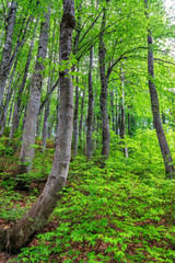 Beautiful green Caucasus mountain forest of beech trees at summer. Scenic vertical landscape