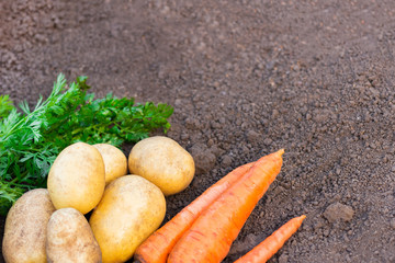 Fresh potatoes and carrots with greens on earth background