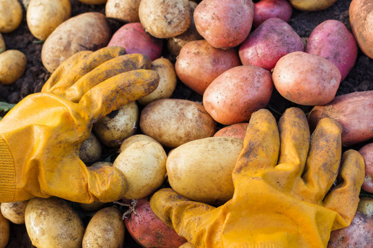 Hands young woman in yellow gloves with fresh potatoes harvest