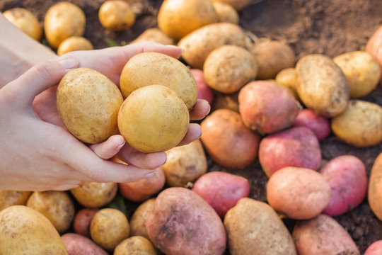 Hands young woman holding fresh potatoes harvest