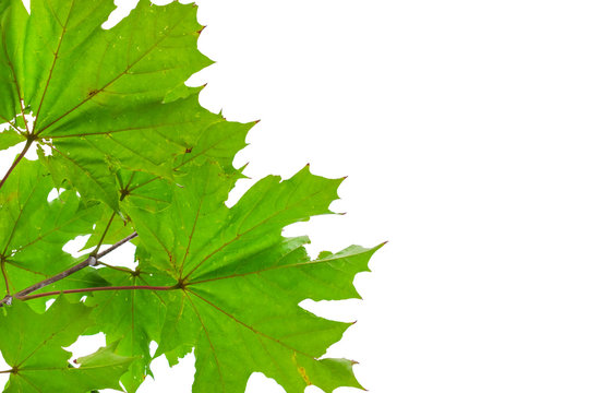 Green maple leaves isolated on white background