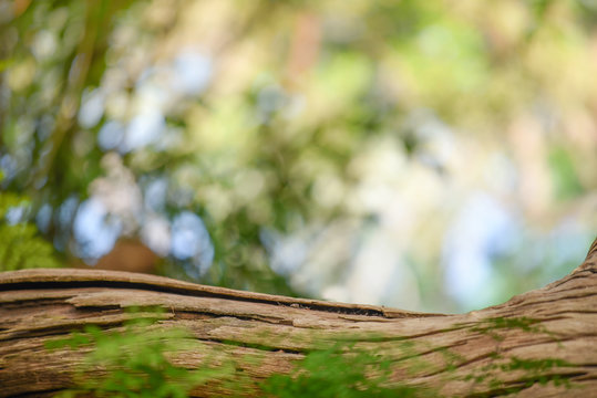 Wood Log With Blur Background