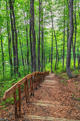 Beautiful green Caucasus mountain forest of beech trees at spring. Wooden stairway footpath leading downwards. Scenic vertical landscape