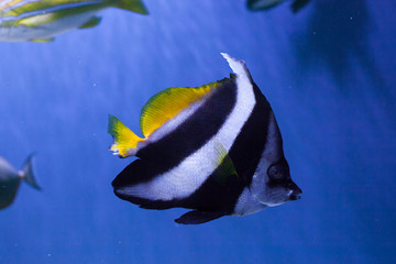 Fototapeta na wymiar Red sea bannerfish close up