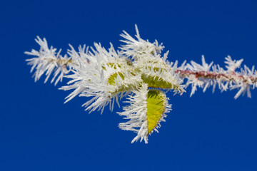 Frozen leaves of rosehip