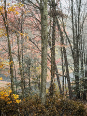 Autumn Colors with Snow