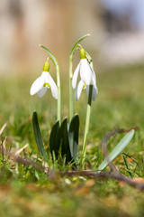 Snowdrops
