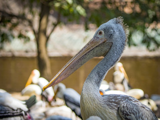 Image of Spot-billed pelican ( Pelecanus philippensis). wild animals.