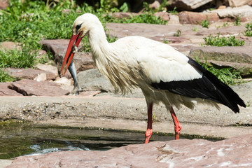White Stork