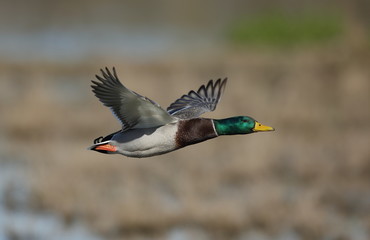 Germano reale in volo