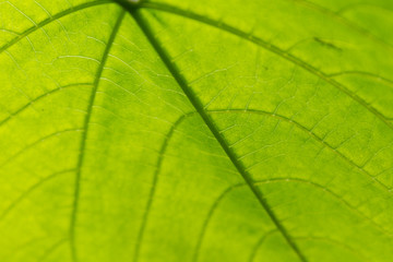 Green Leaf