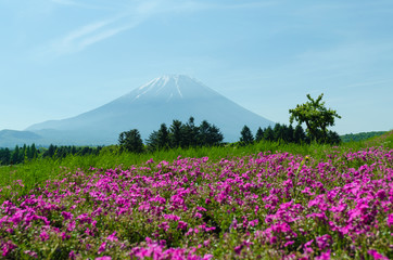 Mount fuji and pink moss in may at japan ,selective focus blur foreground