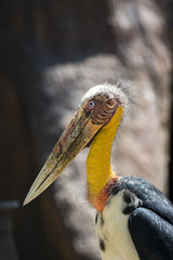 Image of a Lesser adjutant stork. wild animals.