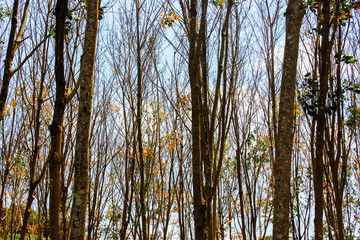 Fototapeta premium forest