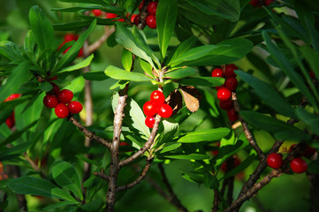 Poisonous red fruits of Daphne mezereum