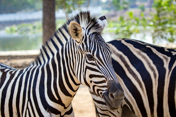 Image of an zebra on nature background. wild animals.