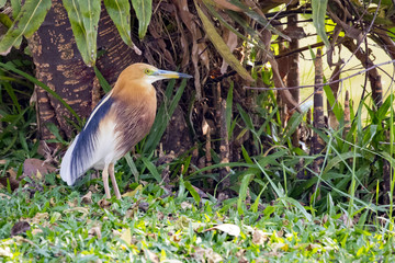 Image of an egret standing on grass. Bird.