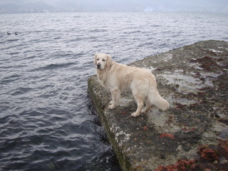 dog golden retriever on sea dock