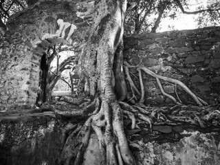 wild Banyan or Ficus tree taking over old ruins, Ethiopia, Africa