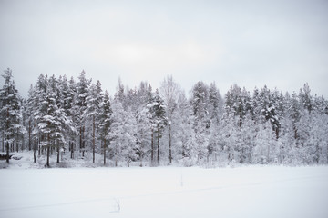 Scandinavian forest 3
