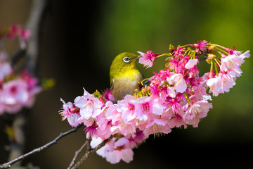 The Japanese White eye.The background is  cherry blossoms(Prunus x kanzakura). Located in Tokyo Prefecture Japan.