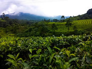 Fototapeta na wymiar Tea plantation with mountain views