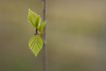 Young leaves. Spring. Background.