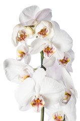 Naklejka na ściany i meble White orchid isolated