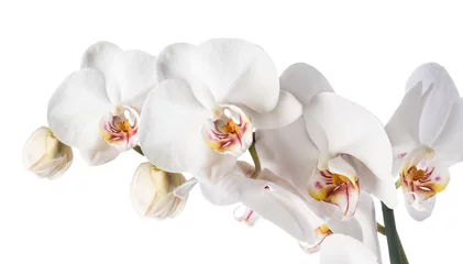Tuinposter Witte orchidee geïsoleerd © Wolna