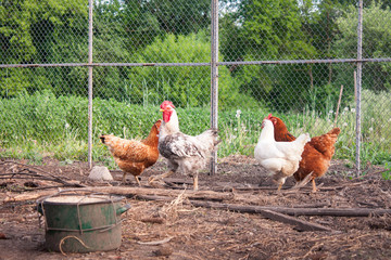 Chickens on the yard